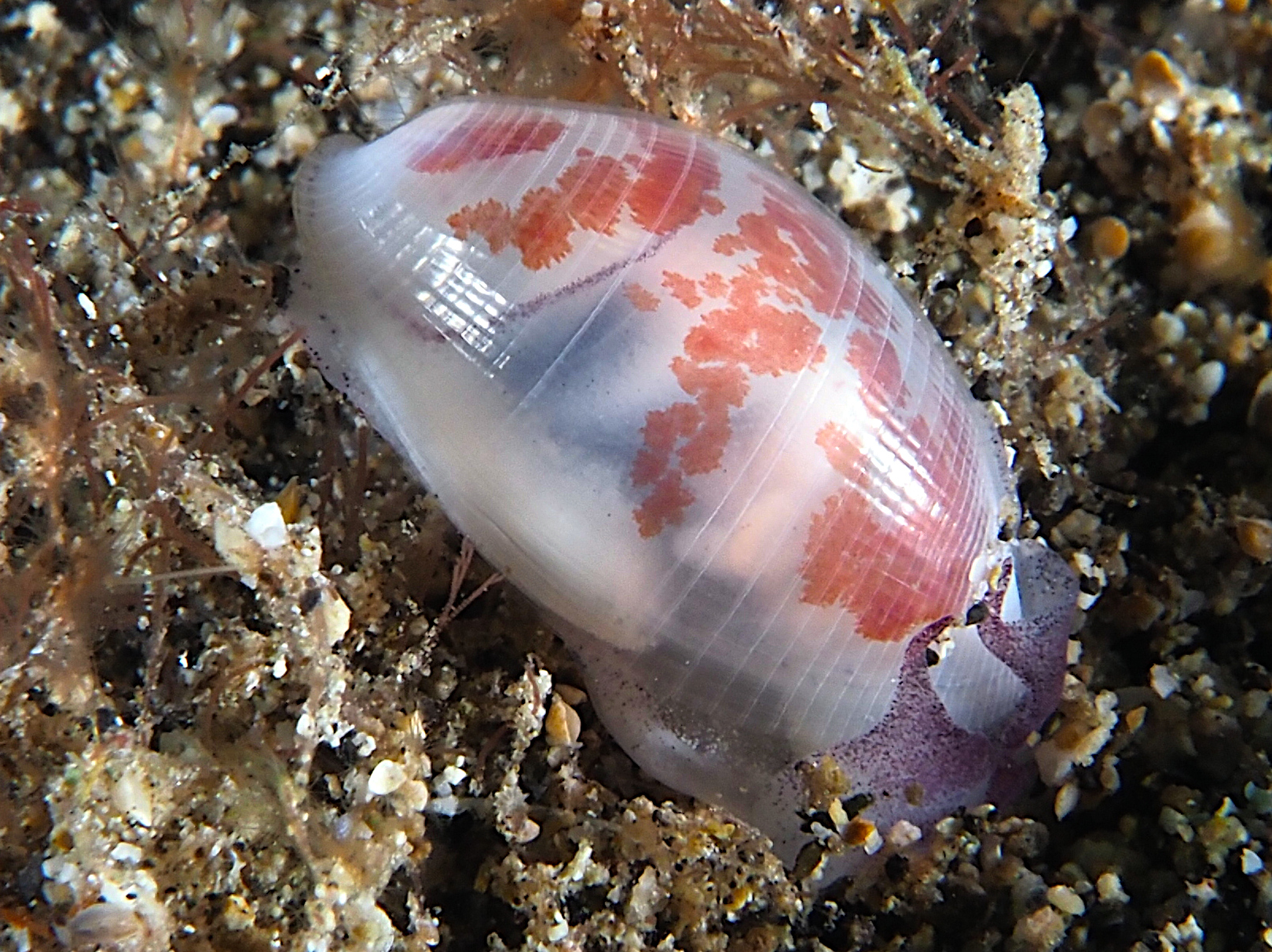 Striped Atys - Atys semistriatus - Komodo, Indonesia