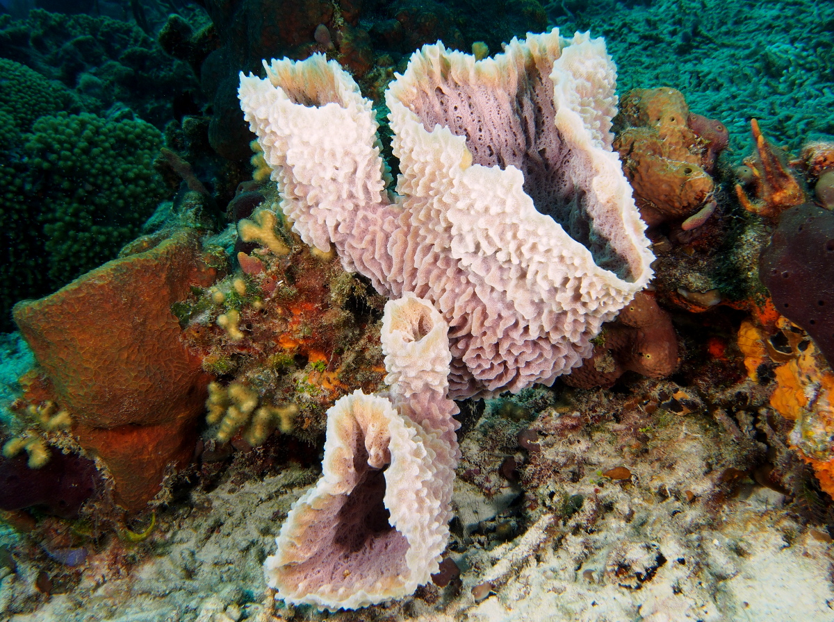 Azure Vase Sponge - Callyspongia plicifera