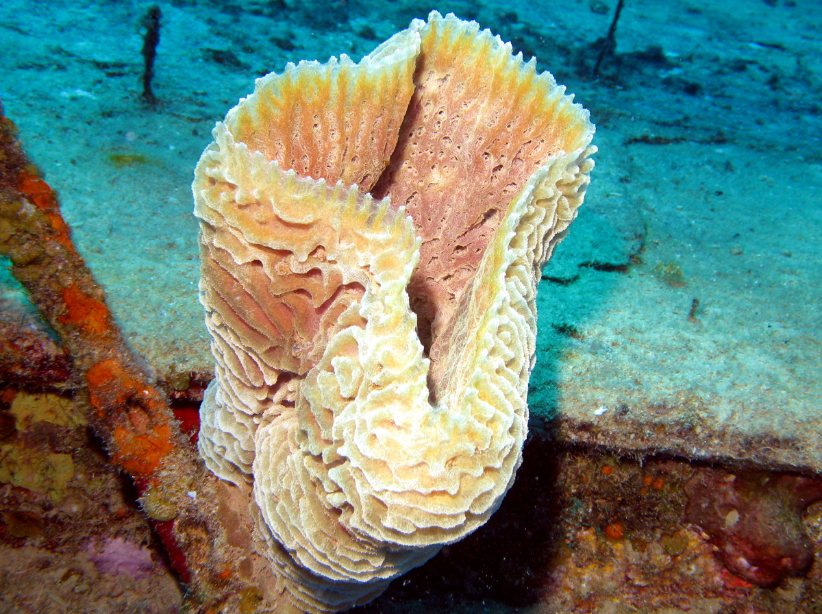 Azure Vase Sponge - Callyspongia plicifera