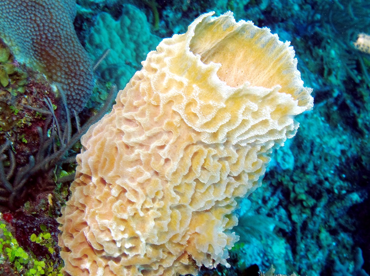 Azure Vase Sponge - Callyspongia plicifera