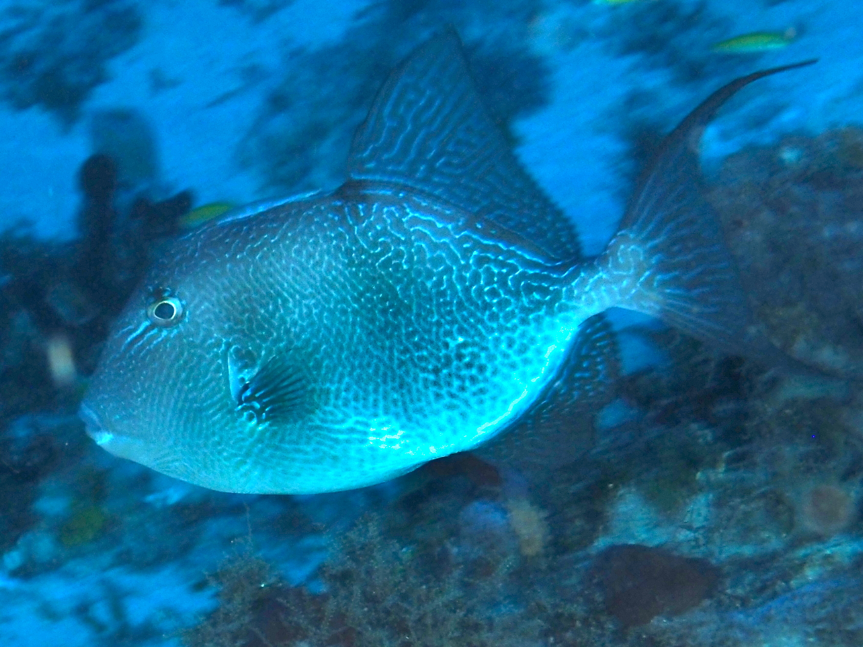 Gray Triggerfish - Balistes capriscus - Palm Beach, Florida