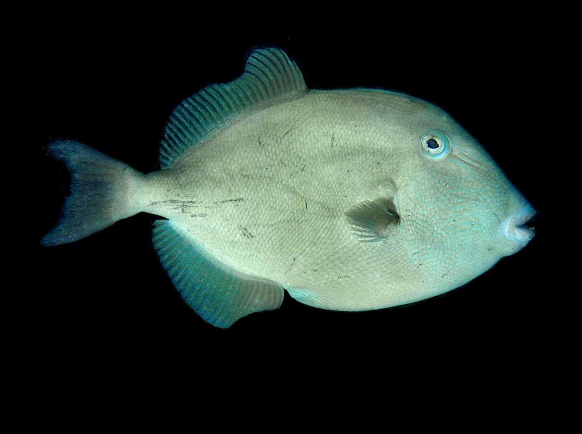Finescale Triggerfish - Balistes polylepis