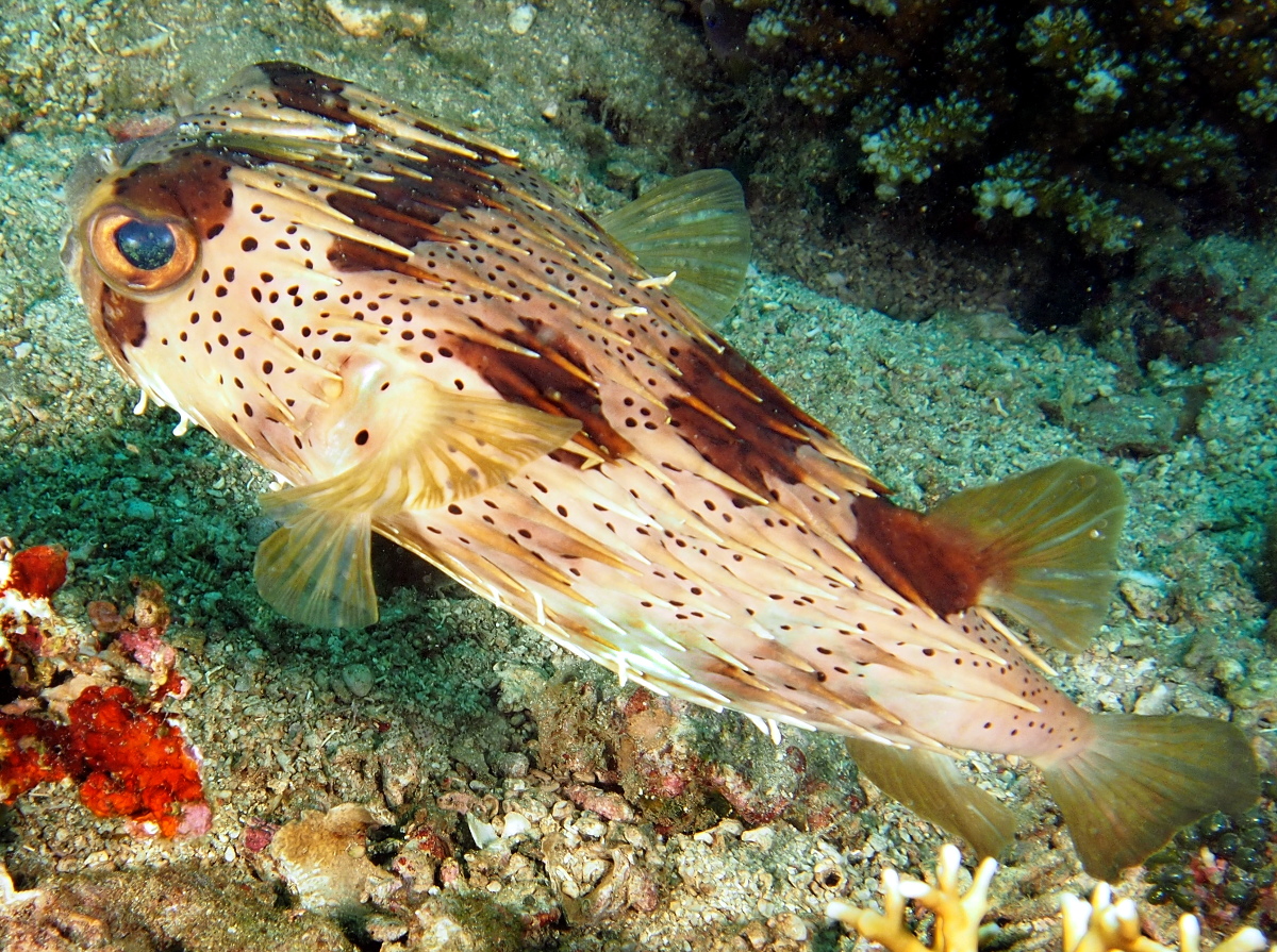 Balloonfish - Diodon holocanthus