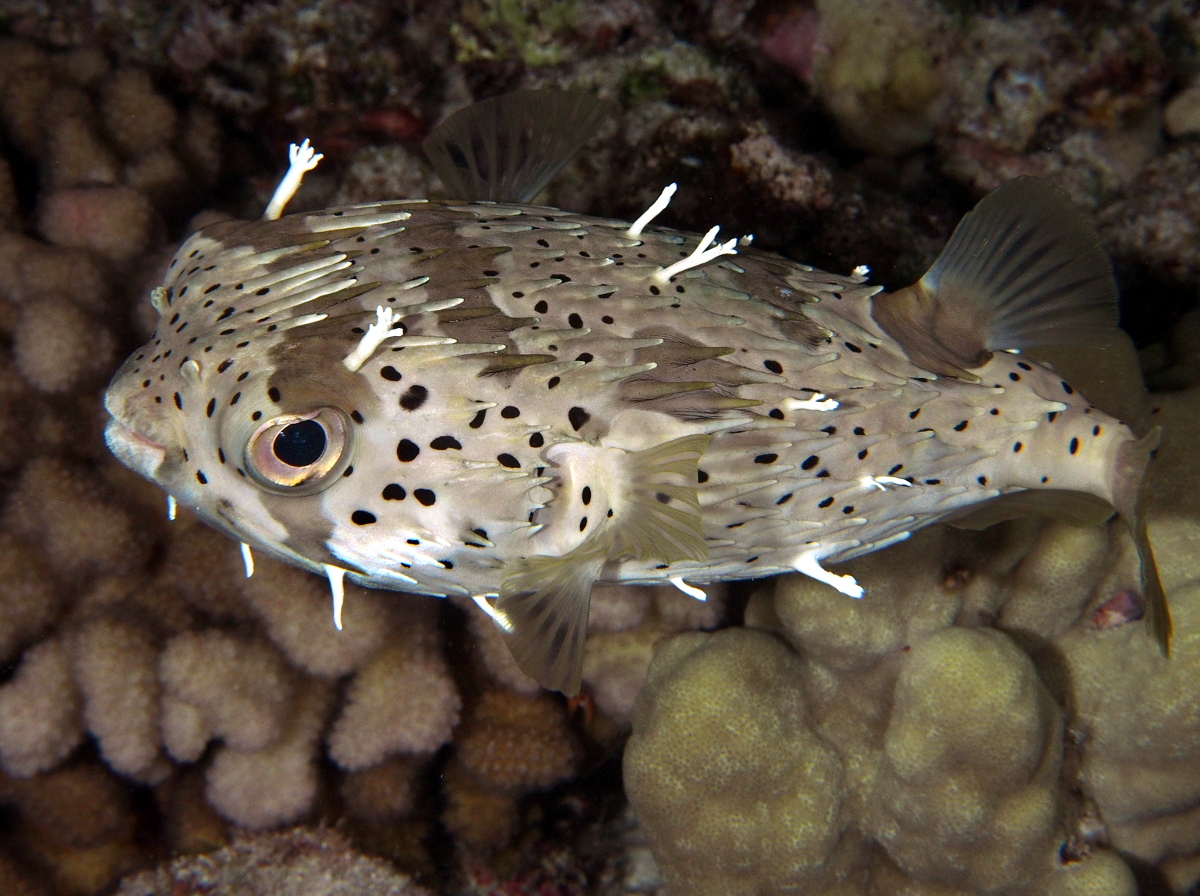 Balloonfish - Diodon holocanthus