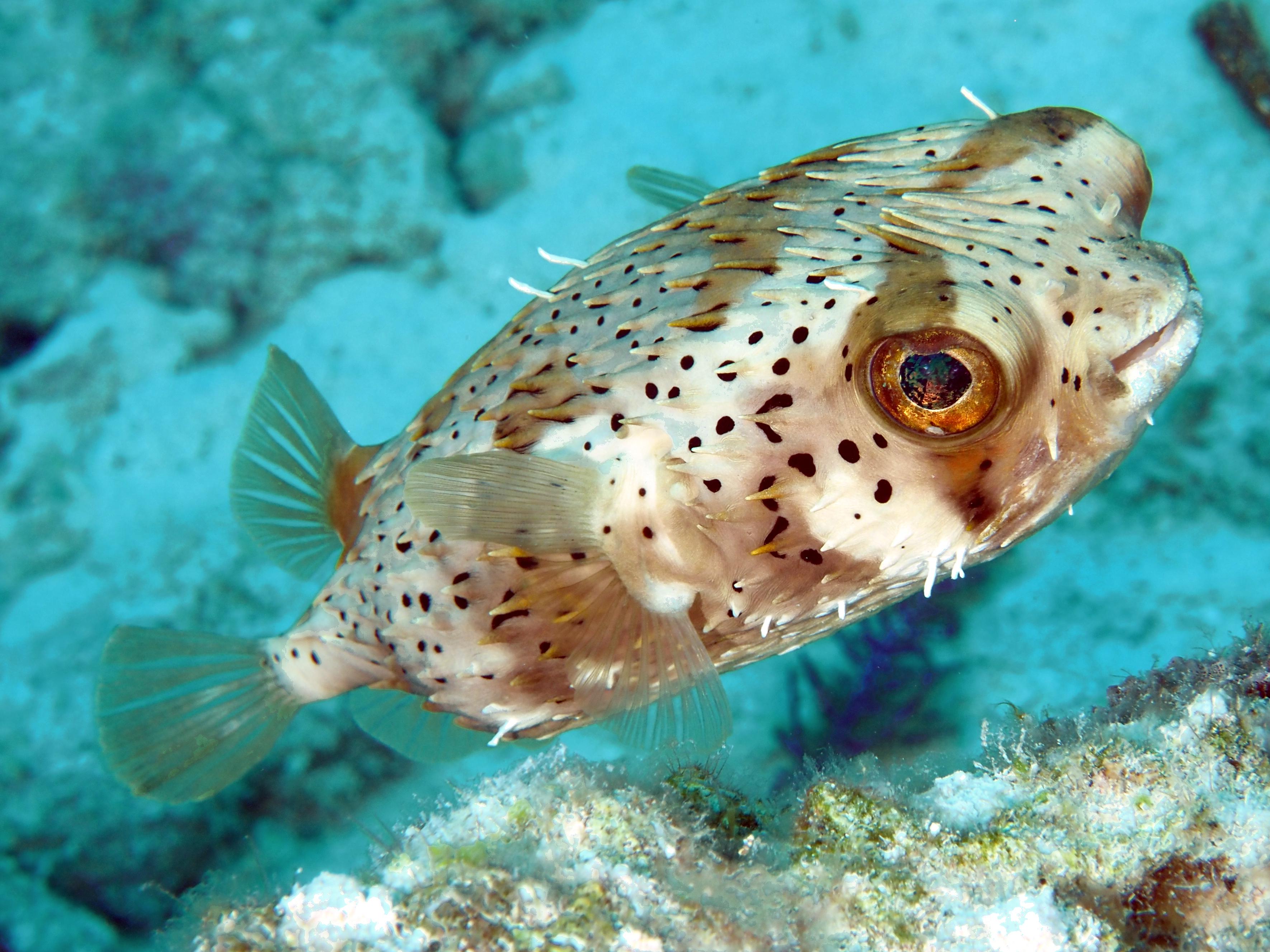 Balloonfish - Diodon holocanthus