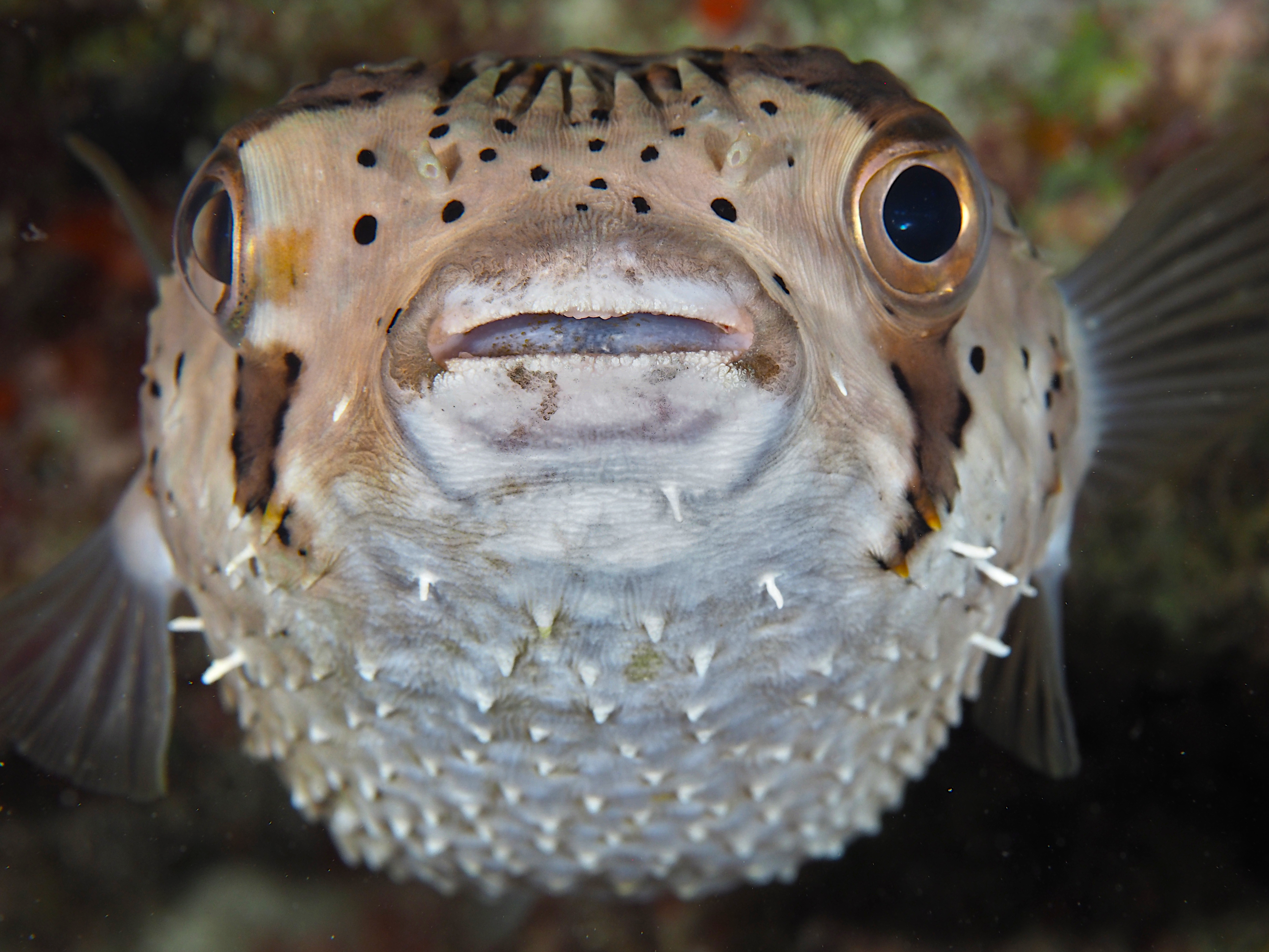 Balloonfish - Diodon holocanthus