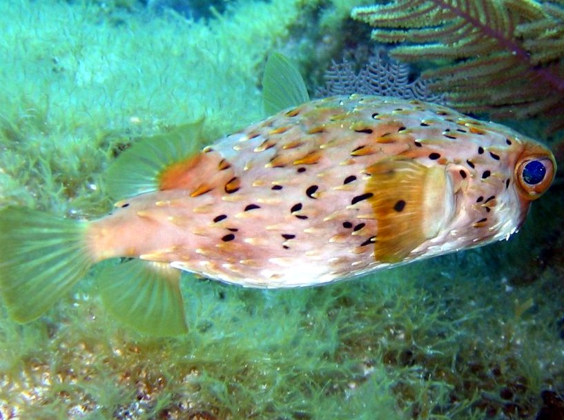 Balloonfish - Diodon holocanthus