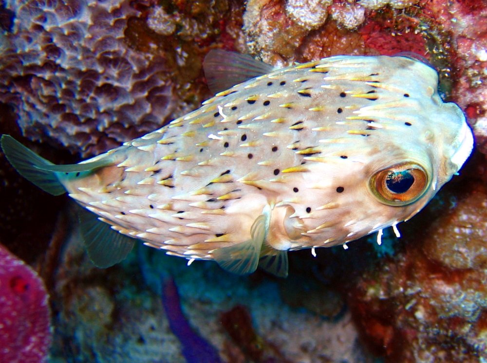 Balloonfish - Diodon holocanthus