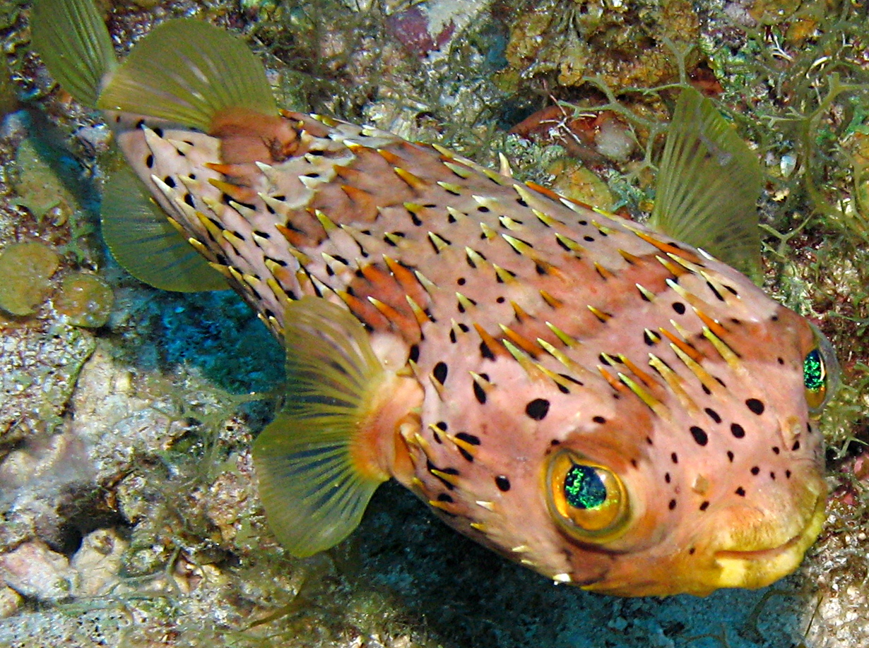 Balloonfish - Diodon holocanthus