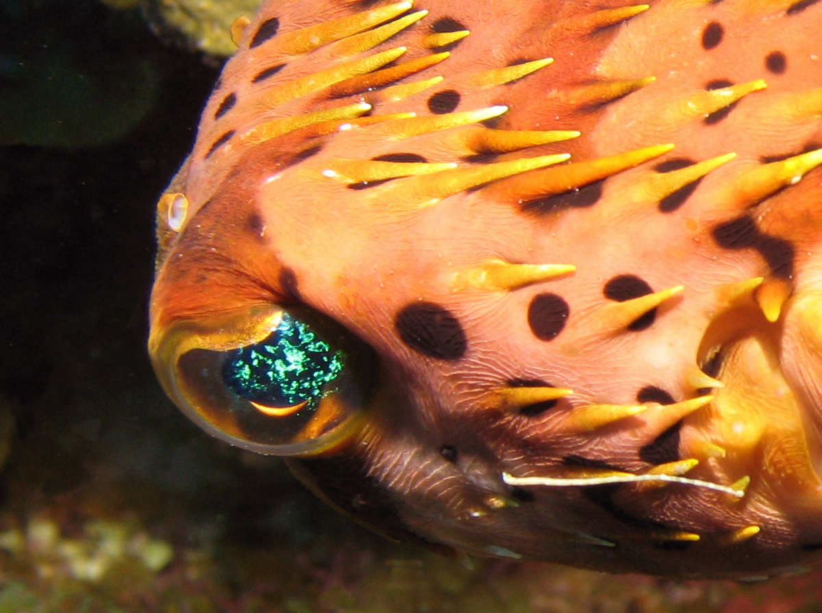 Balloonfish - Diodon holocanthus