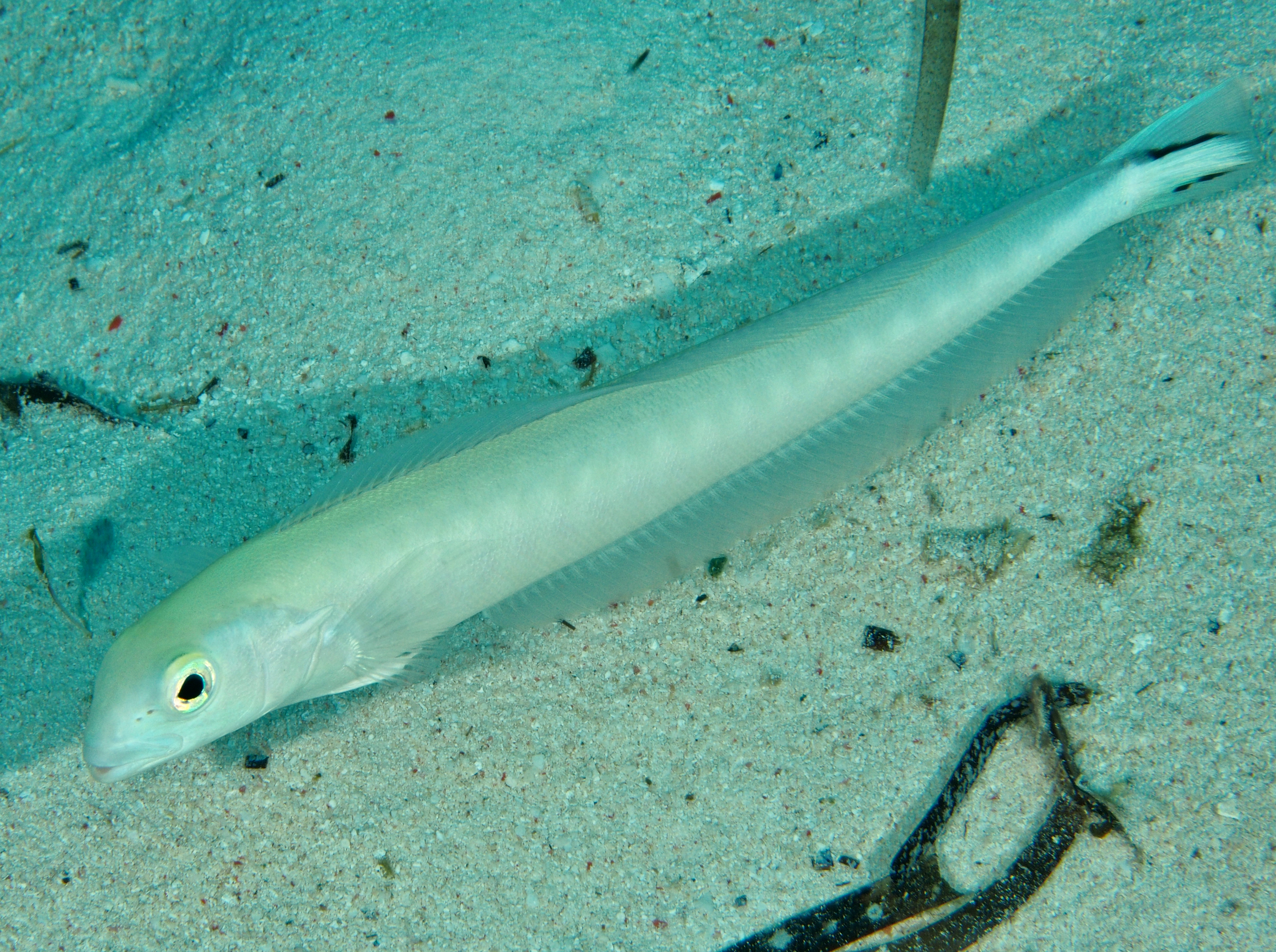 Banded Blanquillo - Malacanthus brevirostris - Wakatobi, Indonesia