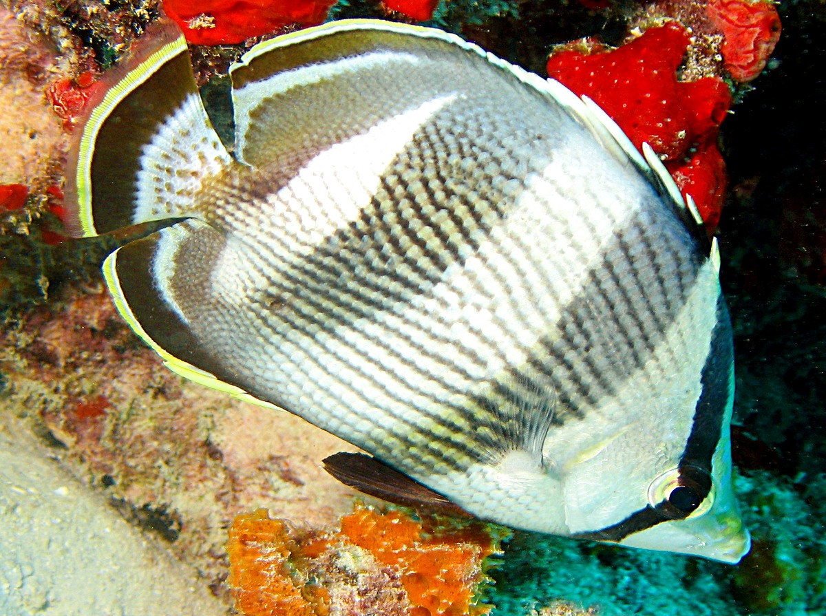 Banded Butterflyfish - Chaetodon striatus