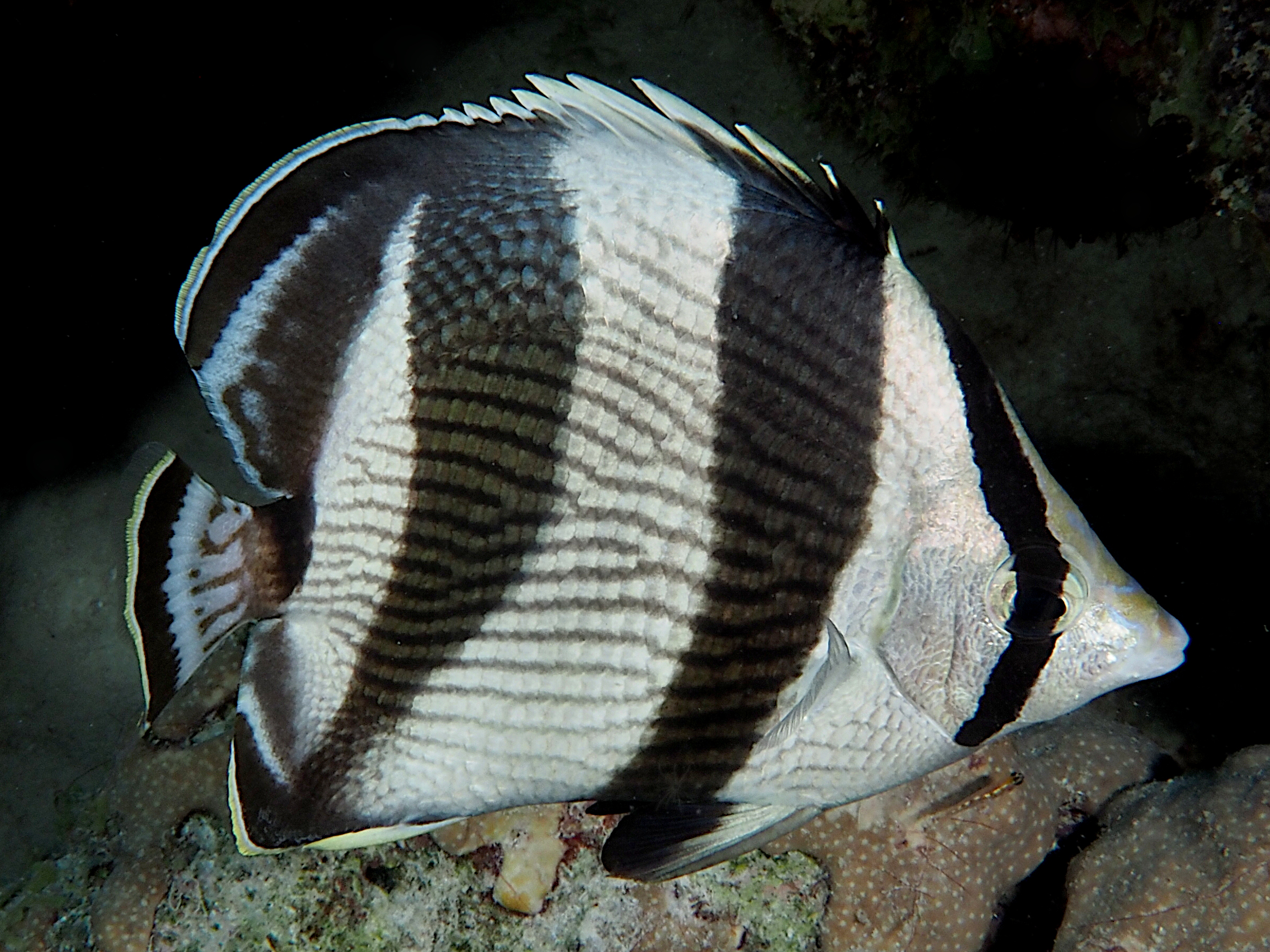 Banded Butterflyfish - Chaetodon striatus