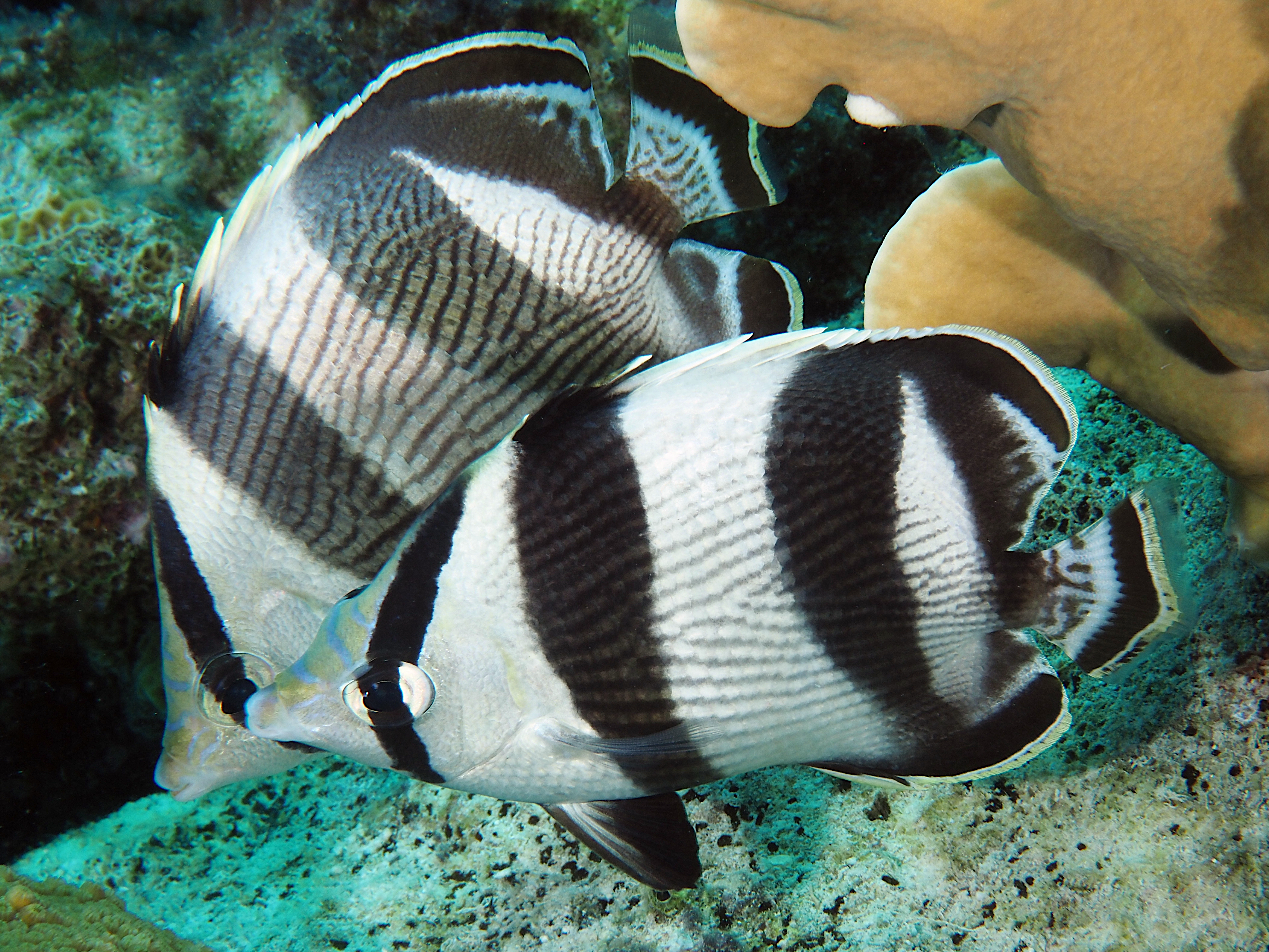 Banded Butterflyfish - Chaetodon striatus