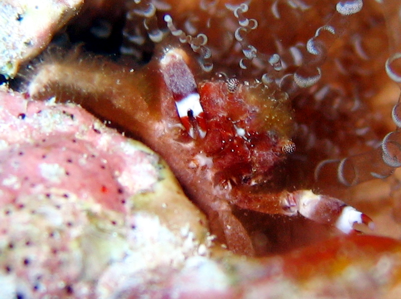 Banded Clinging Crab - Mithrax cinctimanus