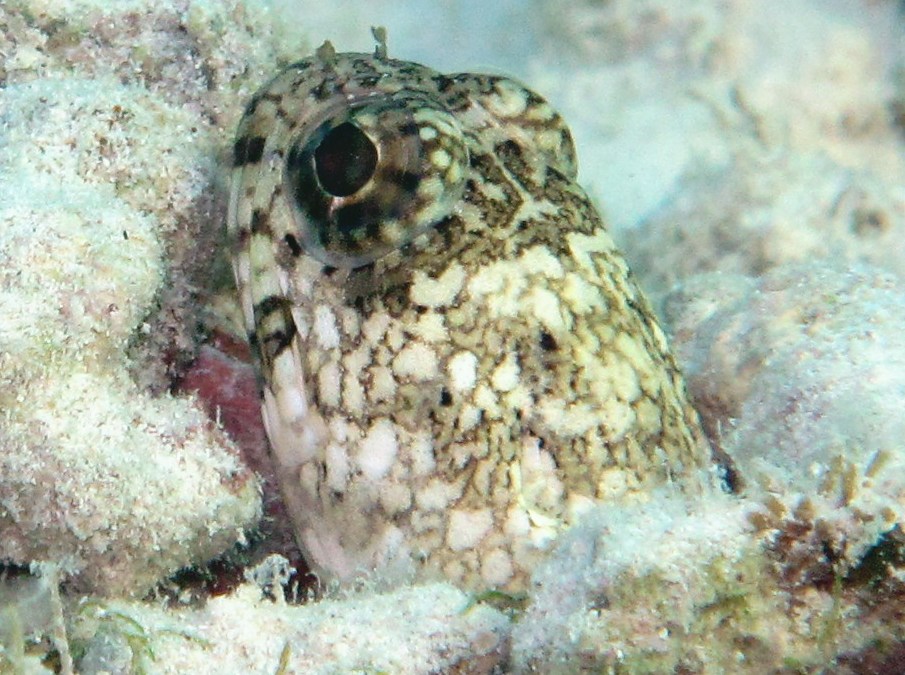 Banded Jawfish - Opistognathus macrognathus