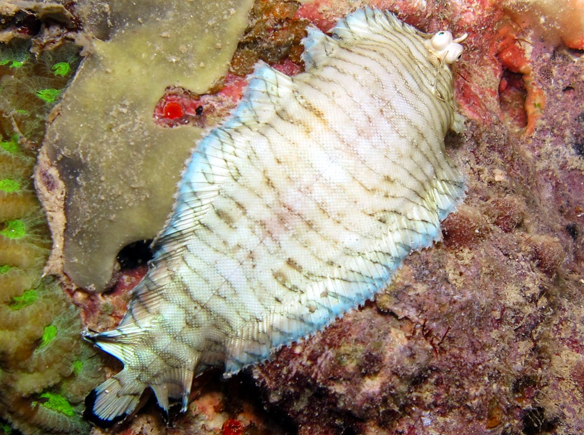 Banded Sole - Soleichthys heterorhinos - Yap, Micronesia