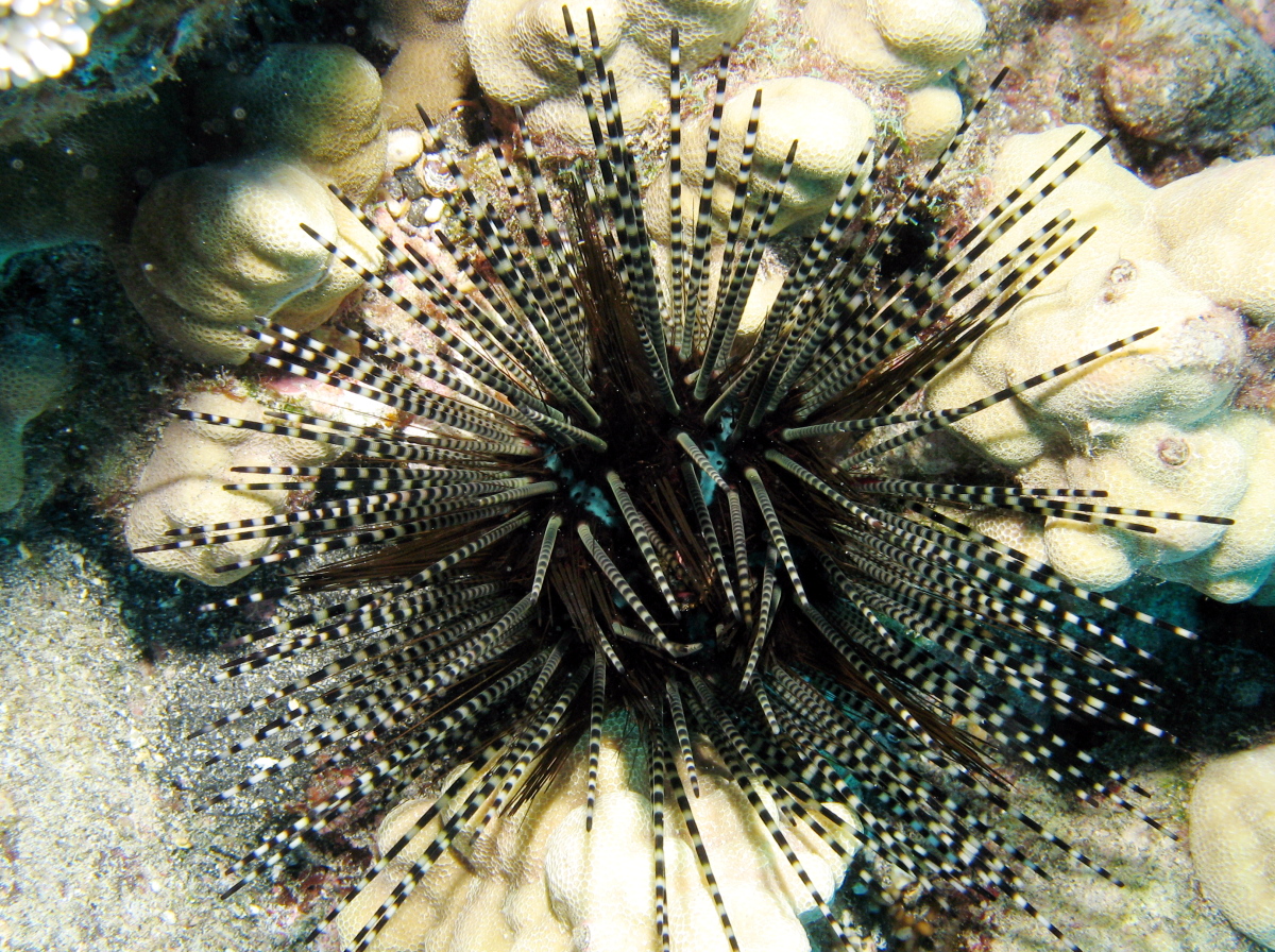 Banded Urchin - Echinothrix calamaris