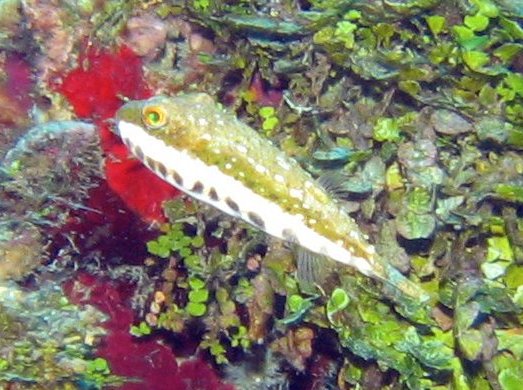 Bandtail Puffer - Sphoeroides spengleri