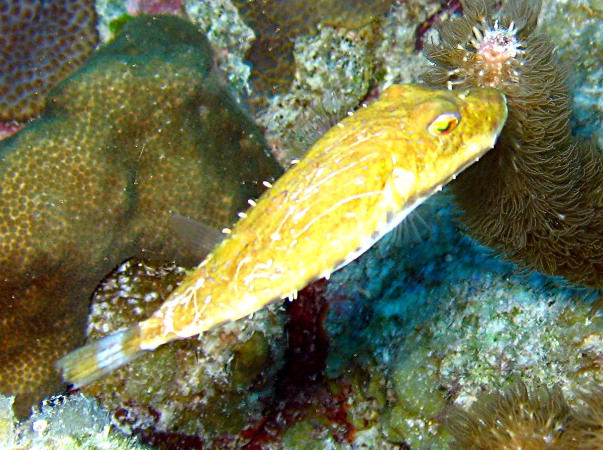 Bandtail Puffer - Sphoeroides spengleri