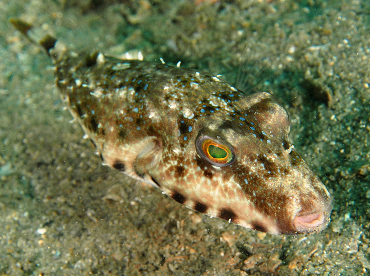 Bandtail Puffer - Sphoeroides spengleri