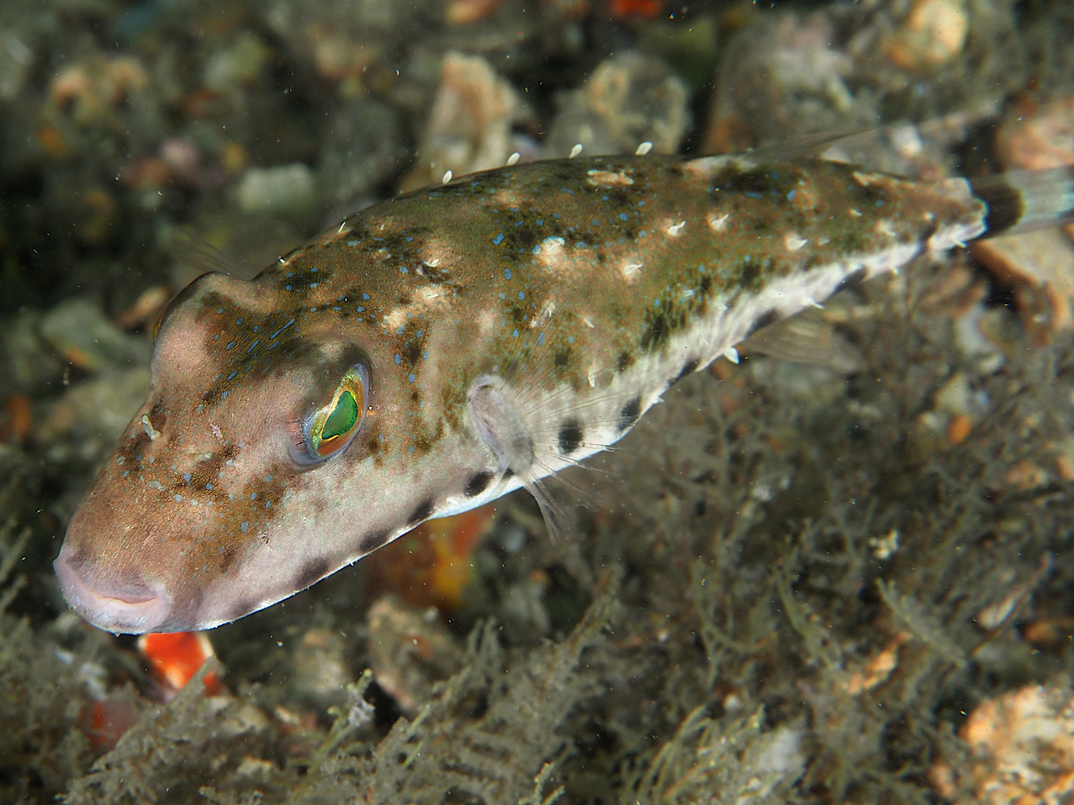 Bandtail Puffer - Sphoeroides spengleri