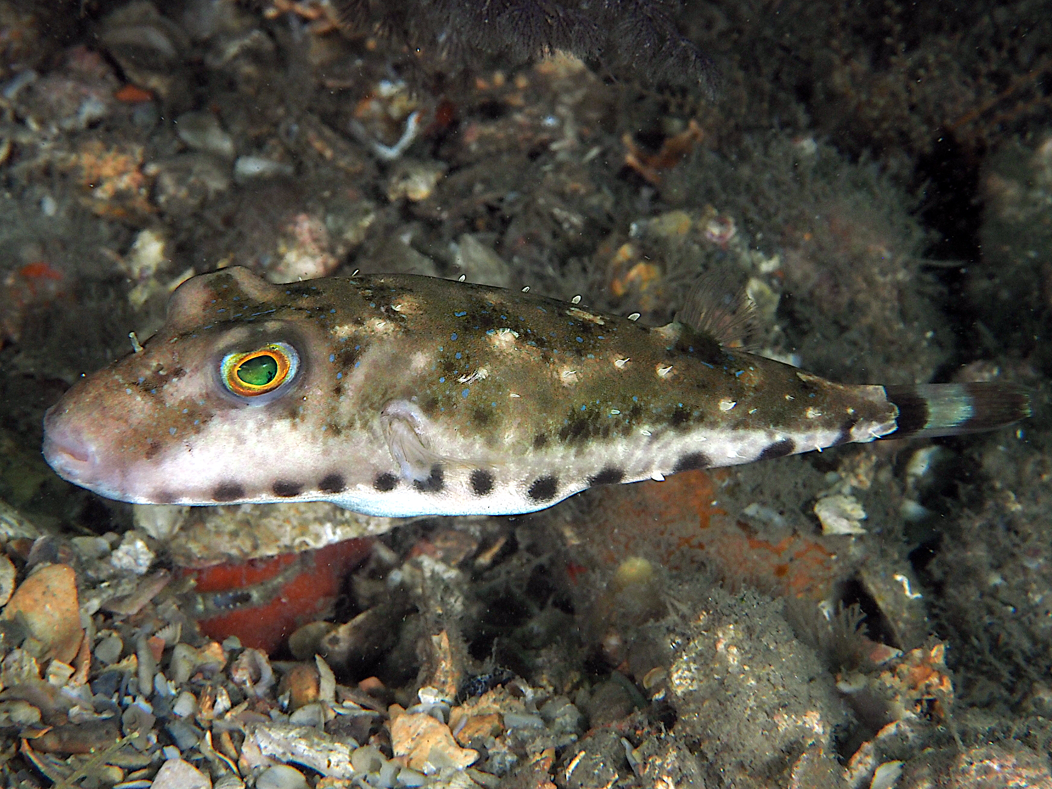 Bandtail Puffer - Sphoeroides spengleri