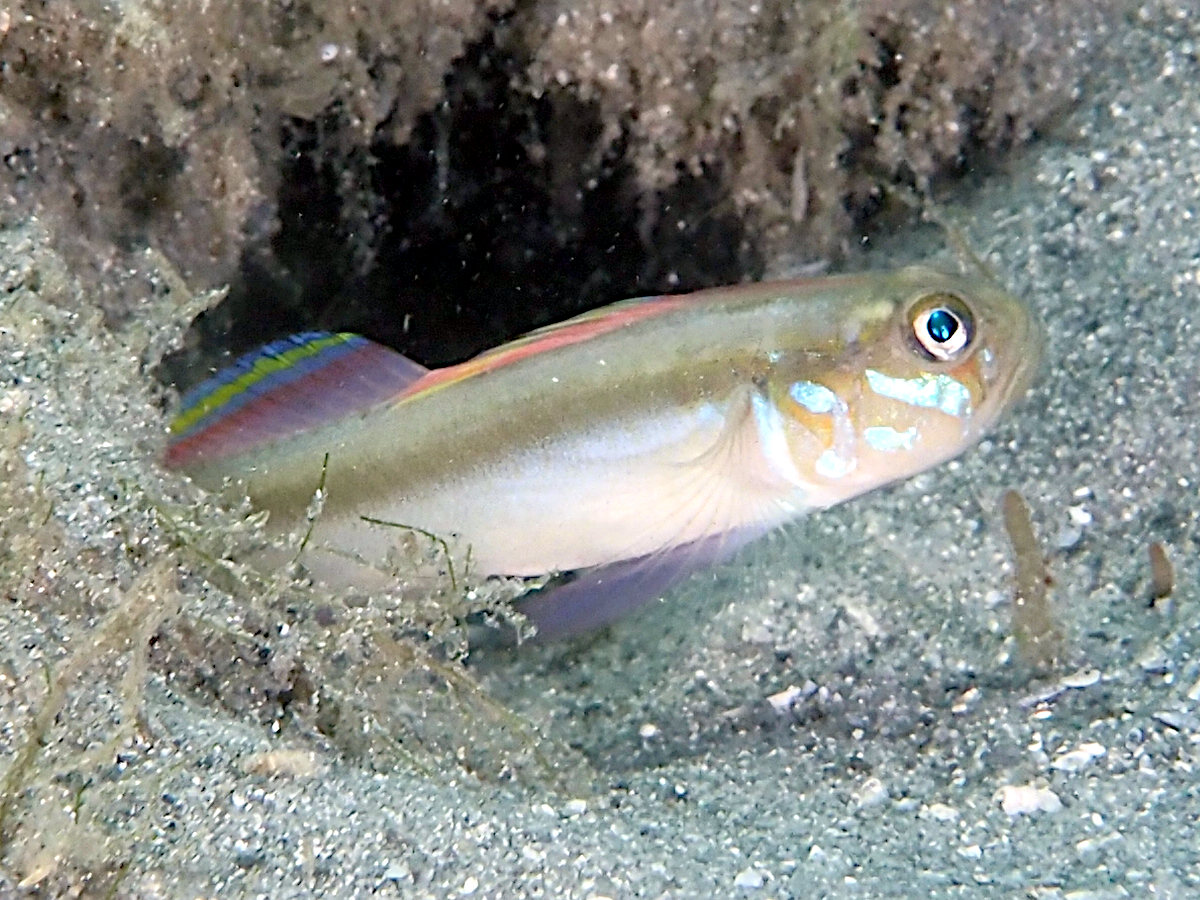 Banner Goby - Microgobius microlepis - Blue Heron Bridge, Florida