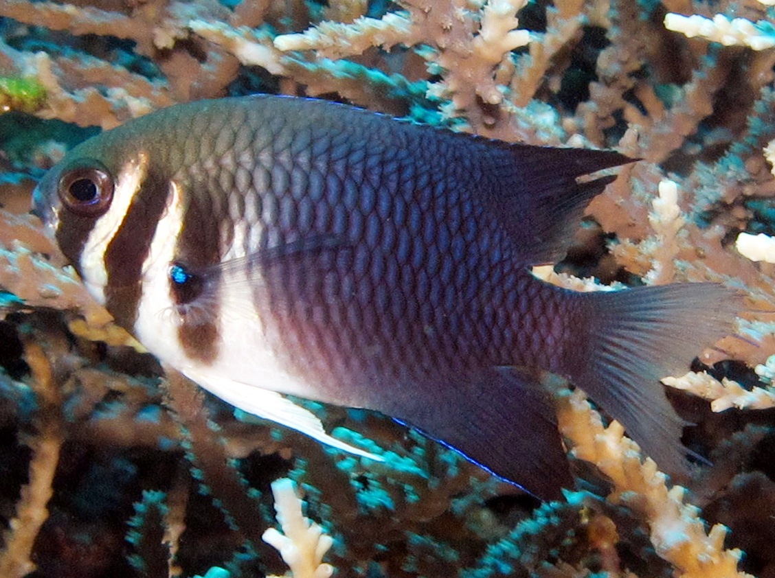 Western Barhead Damsel - Neoglyphidodon thoracotaeniatus