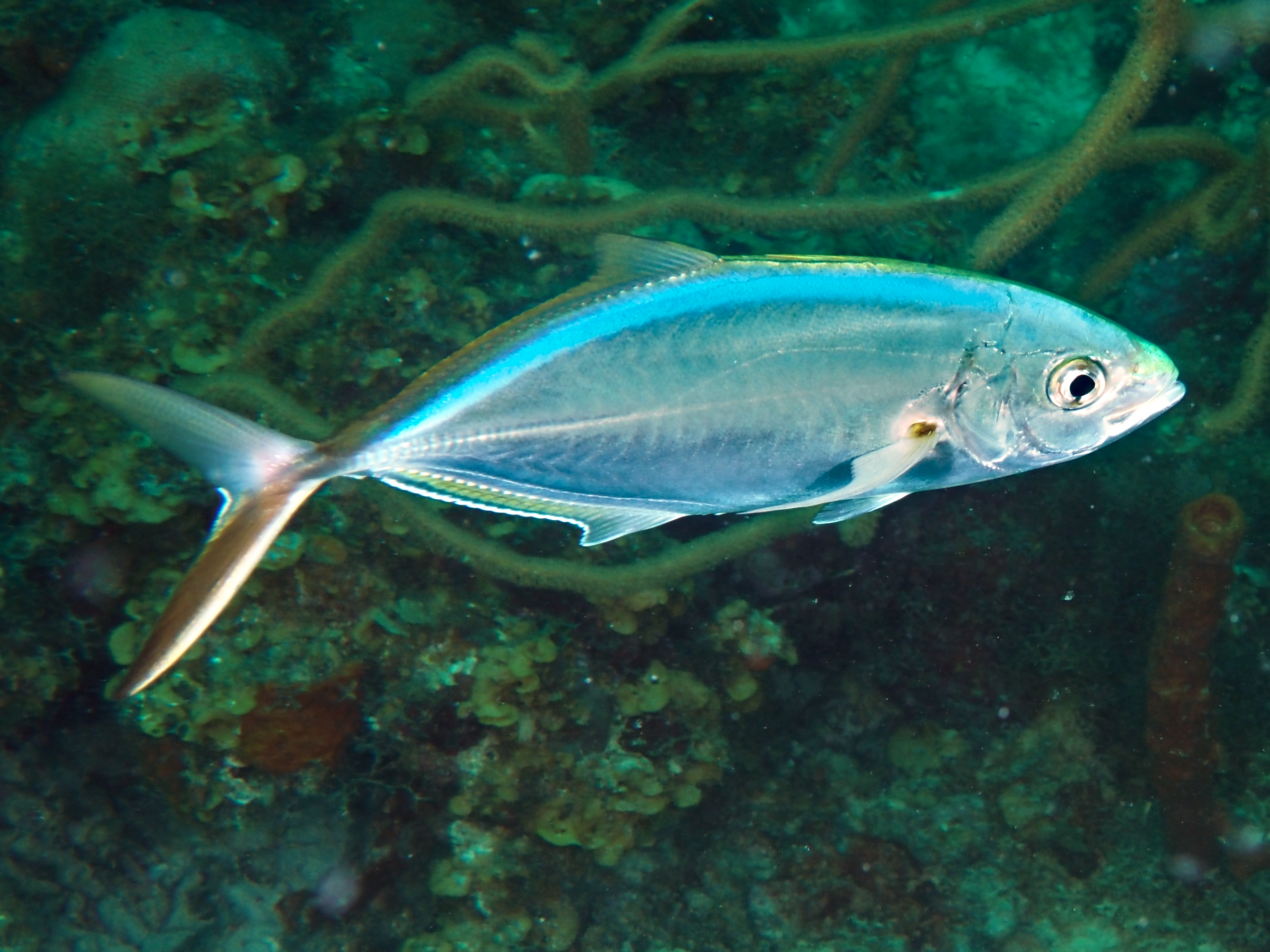 Bar Jack - Caranx ruber