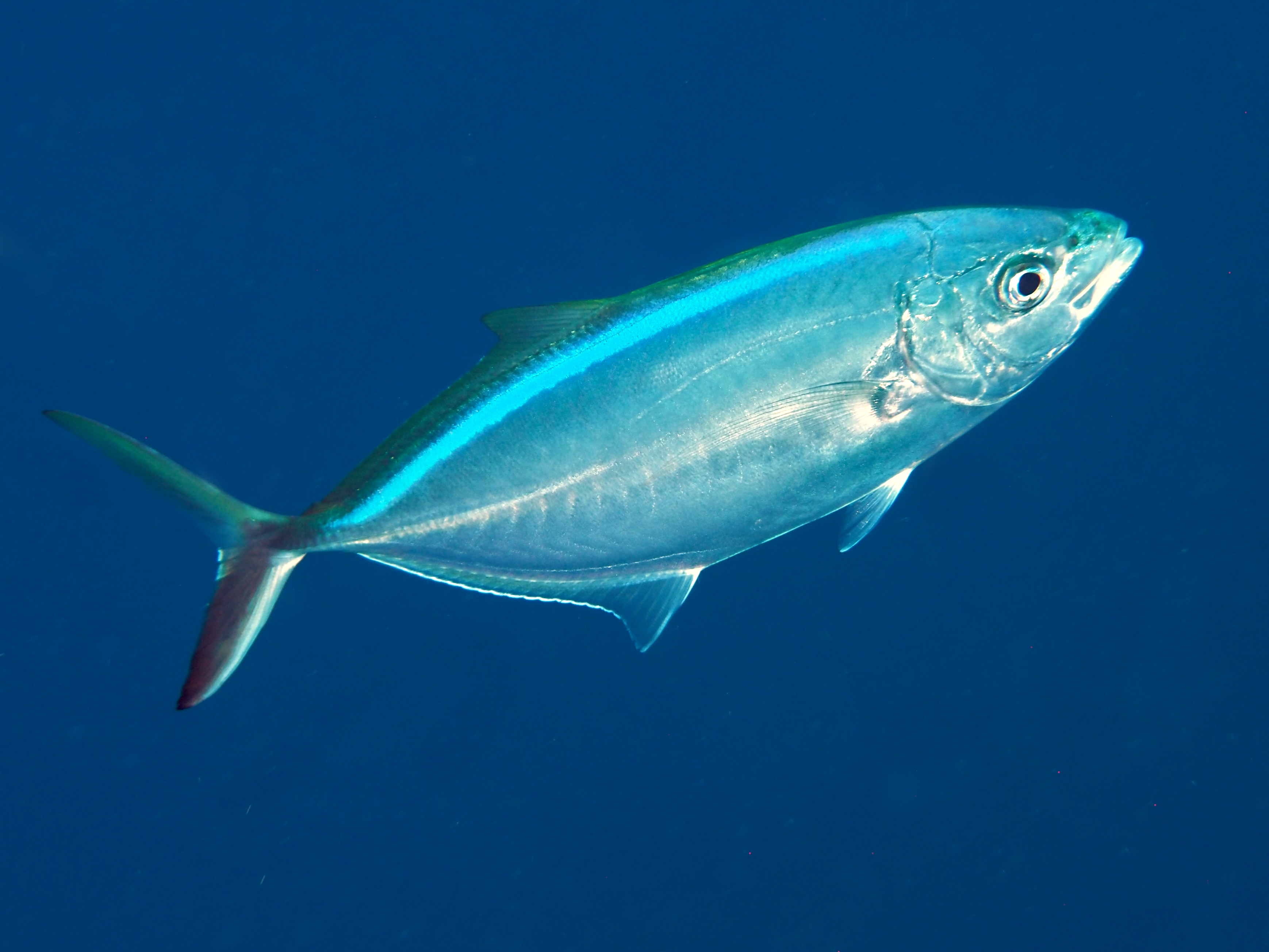 Bar Jack - Caranx ruber