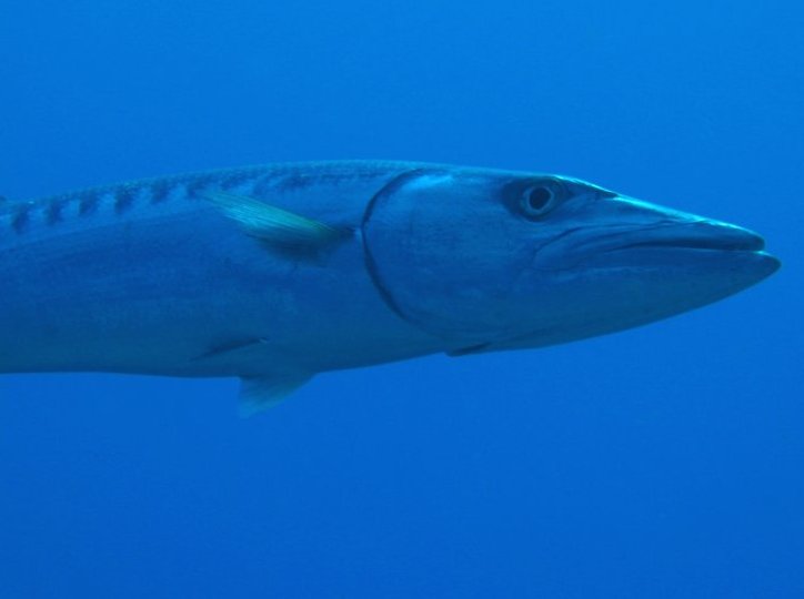 Great Barracuda - Sphyraena barracuda