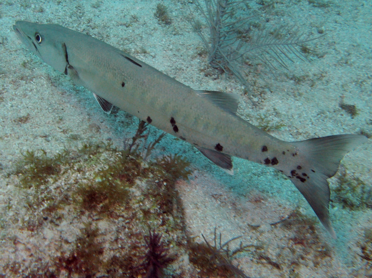 Great Barracuda - Sphyraena barracuda