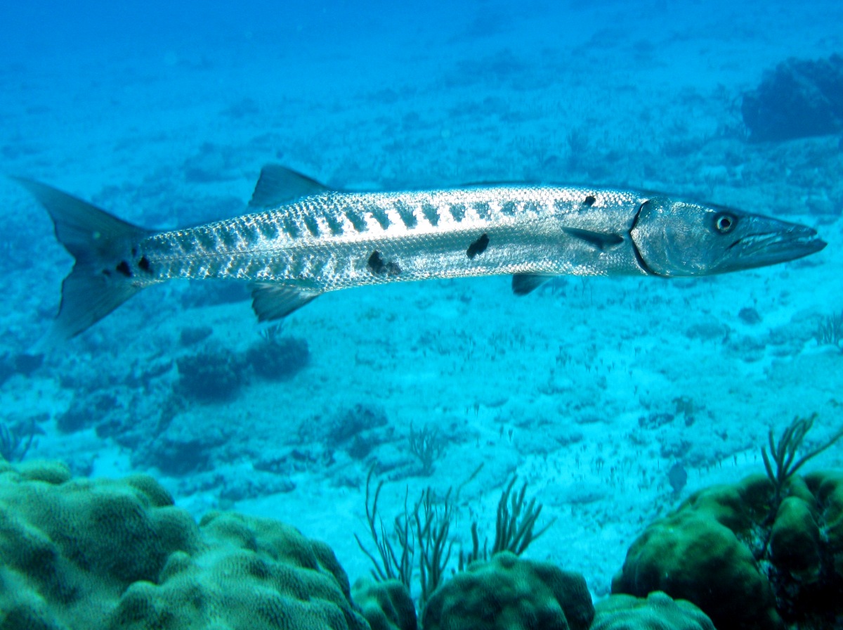 Great Barracuda - Sphyraena barracuda