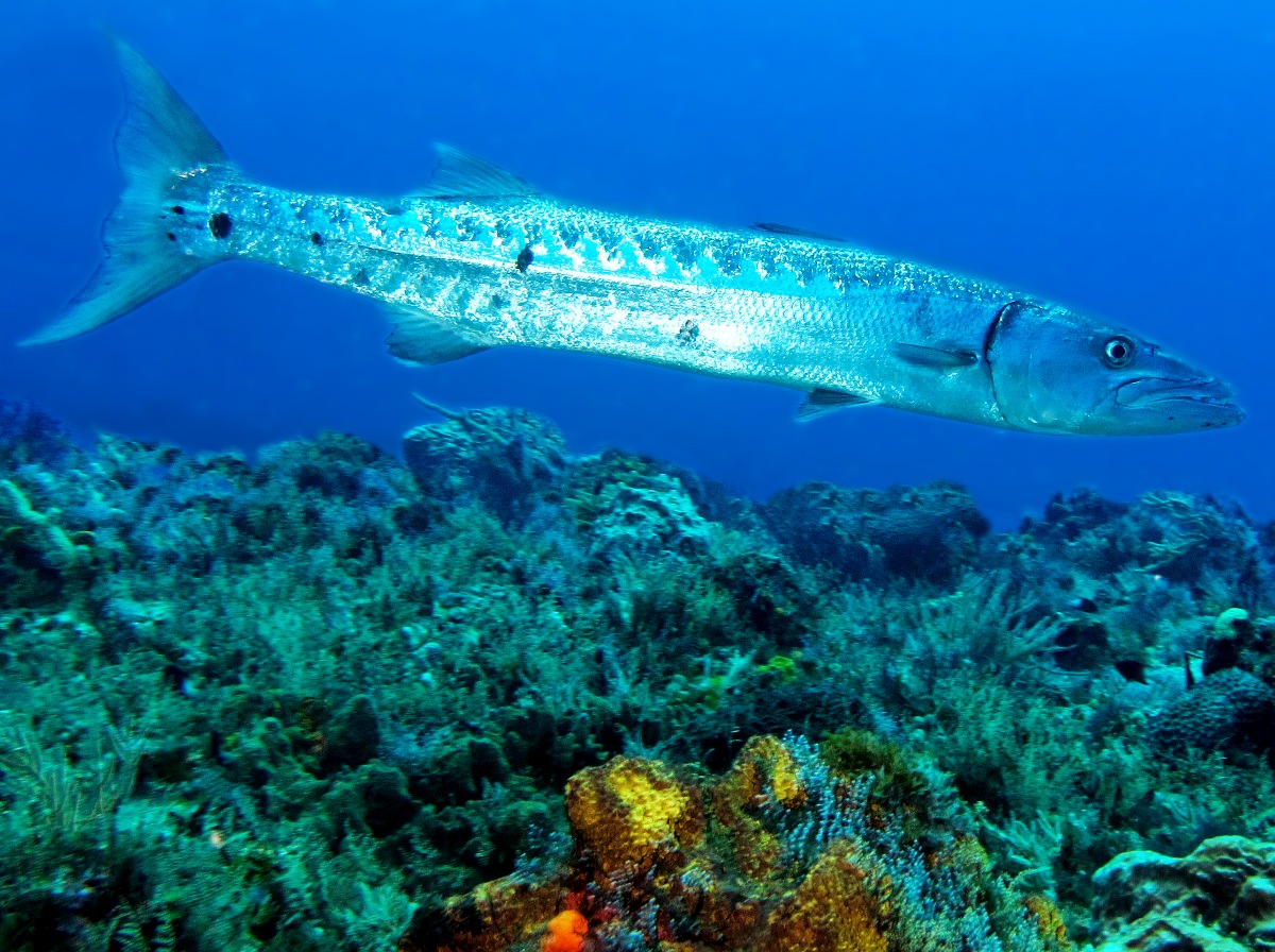 Great Barracuda - Sphyraena barracuda