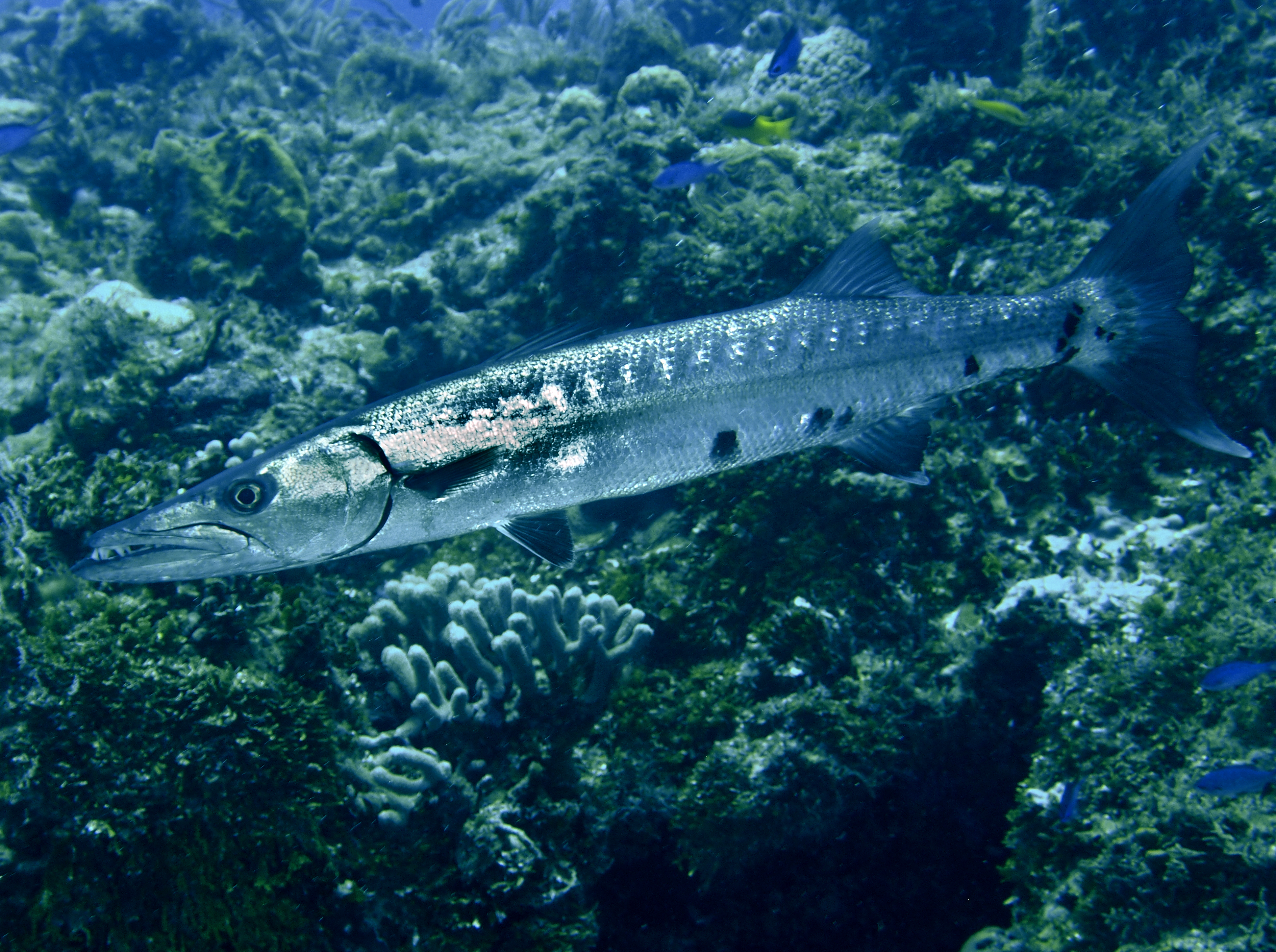 Great Barracuda - Sphyraena barracuda