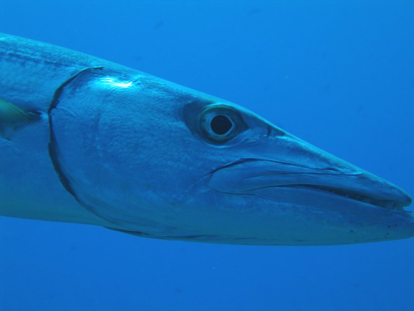 Great Barracuda - Sphyraena barracuda