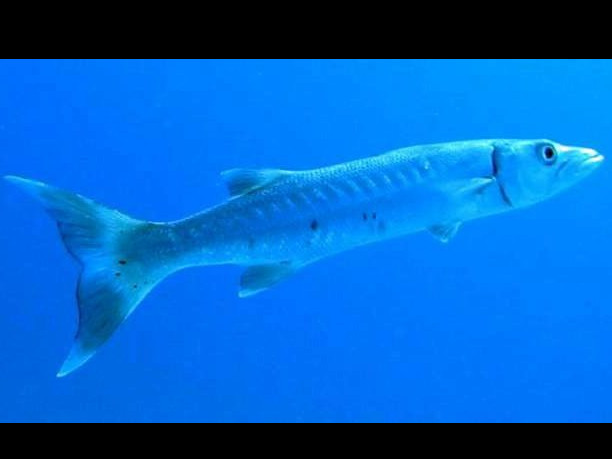 Great Barracuda - Sphyraena barracuda