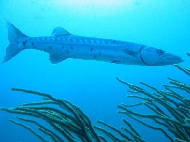 Great Barracuda - Sphyraena barracuda