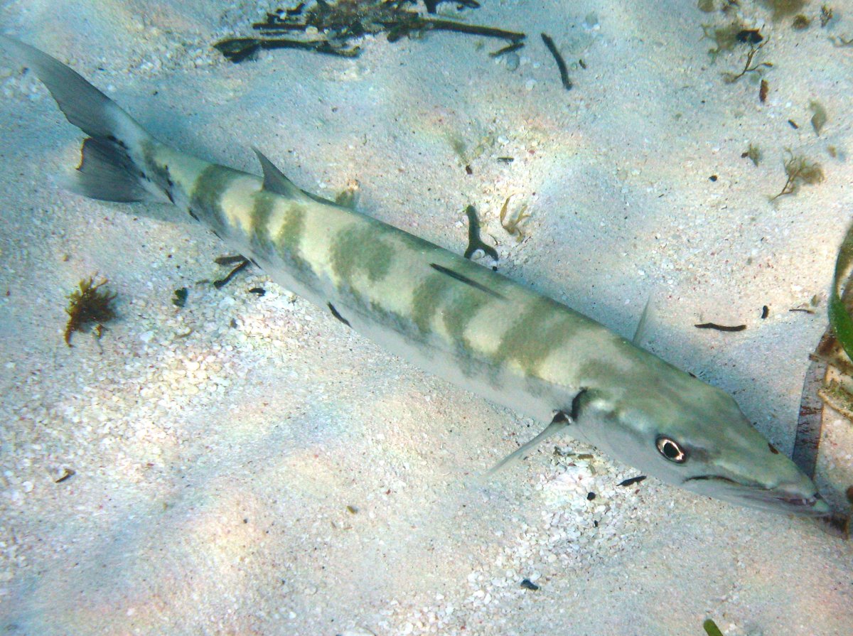 Great Barracuda - Sphyraena barracuda