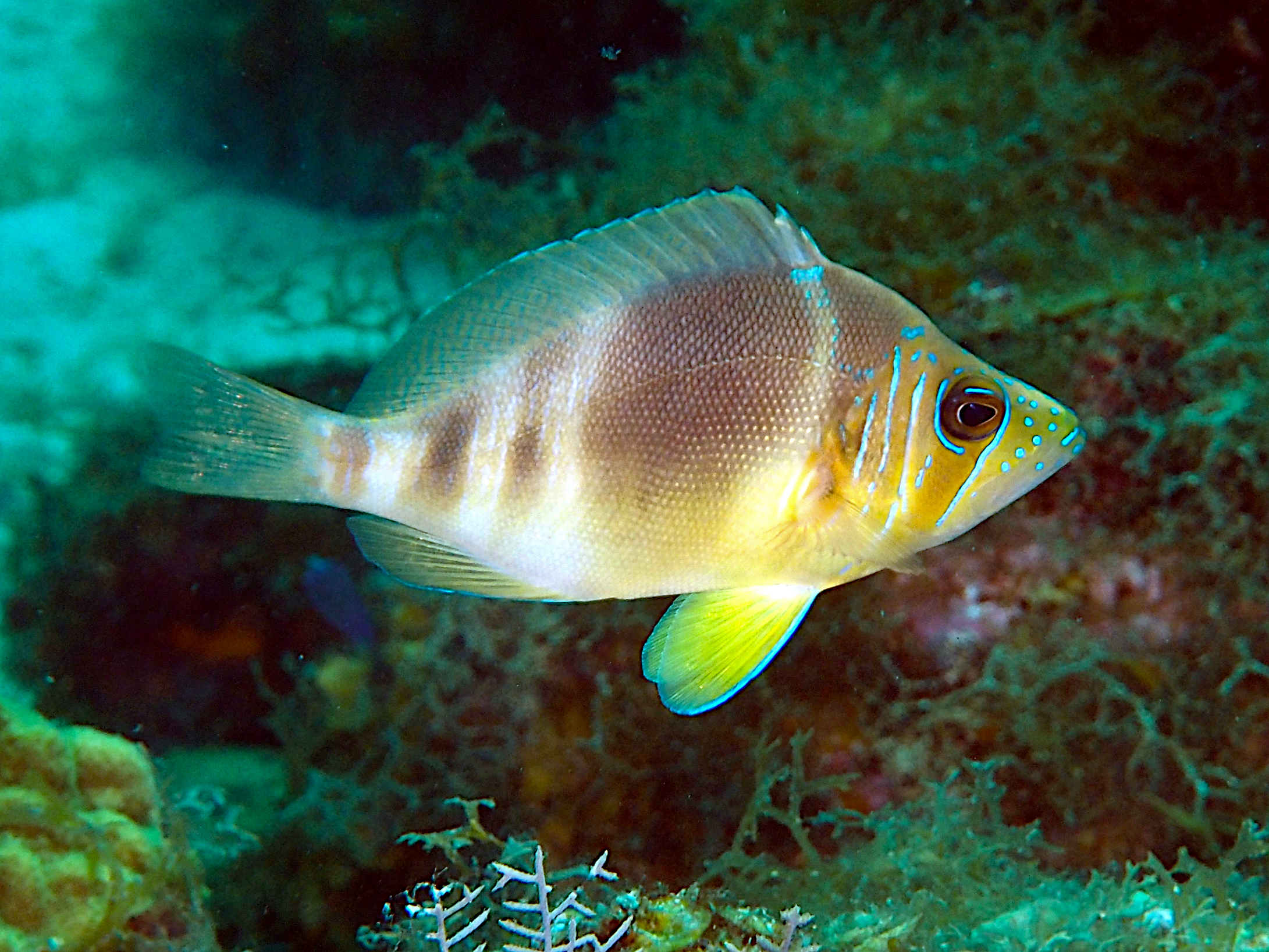 Barred Hamlet - Hypoplectrus puella