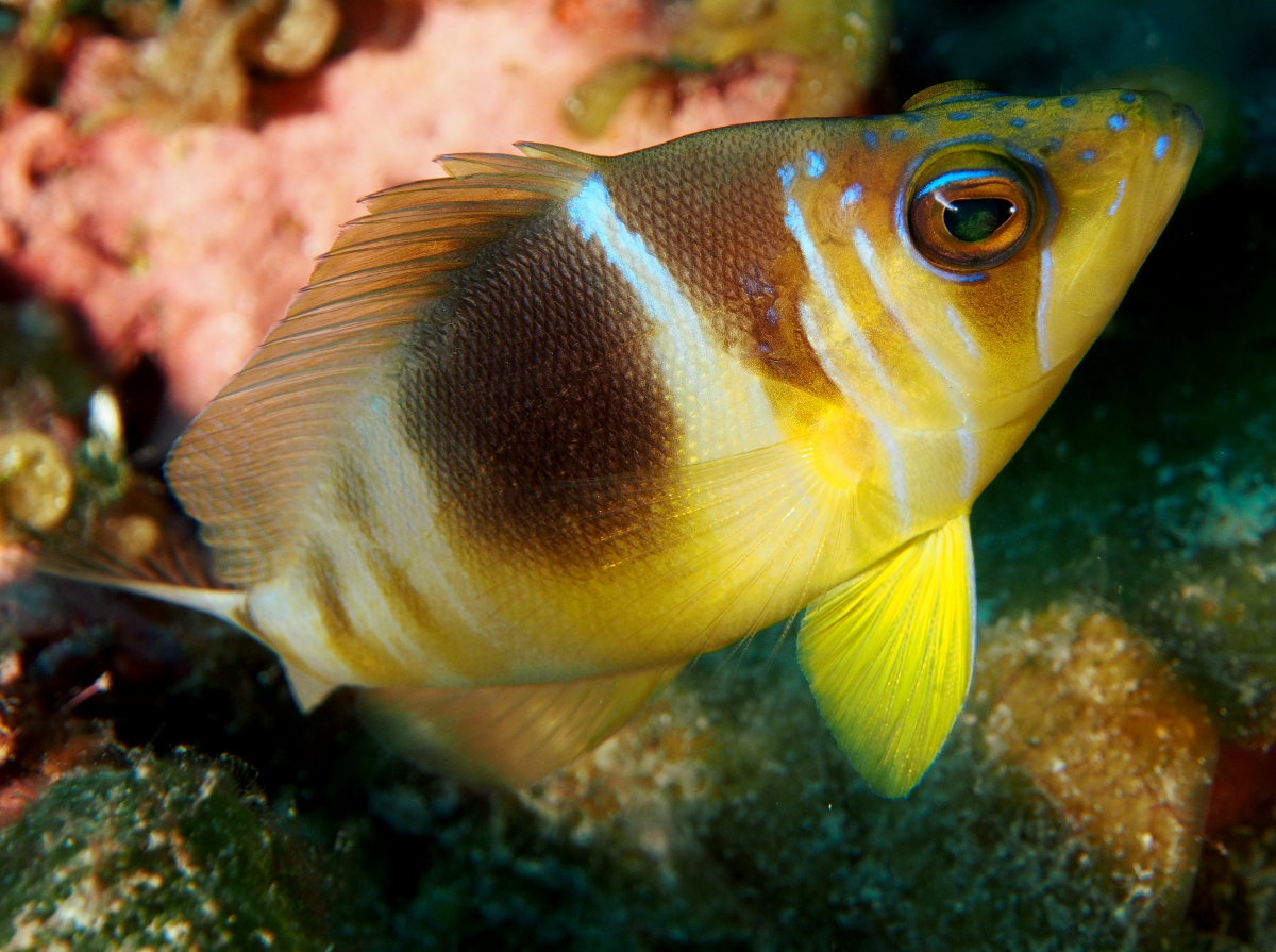 Barred Hamlet - Hypoplectrus puella