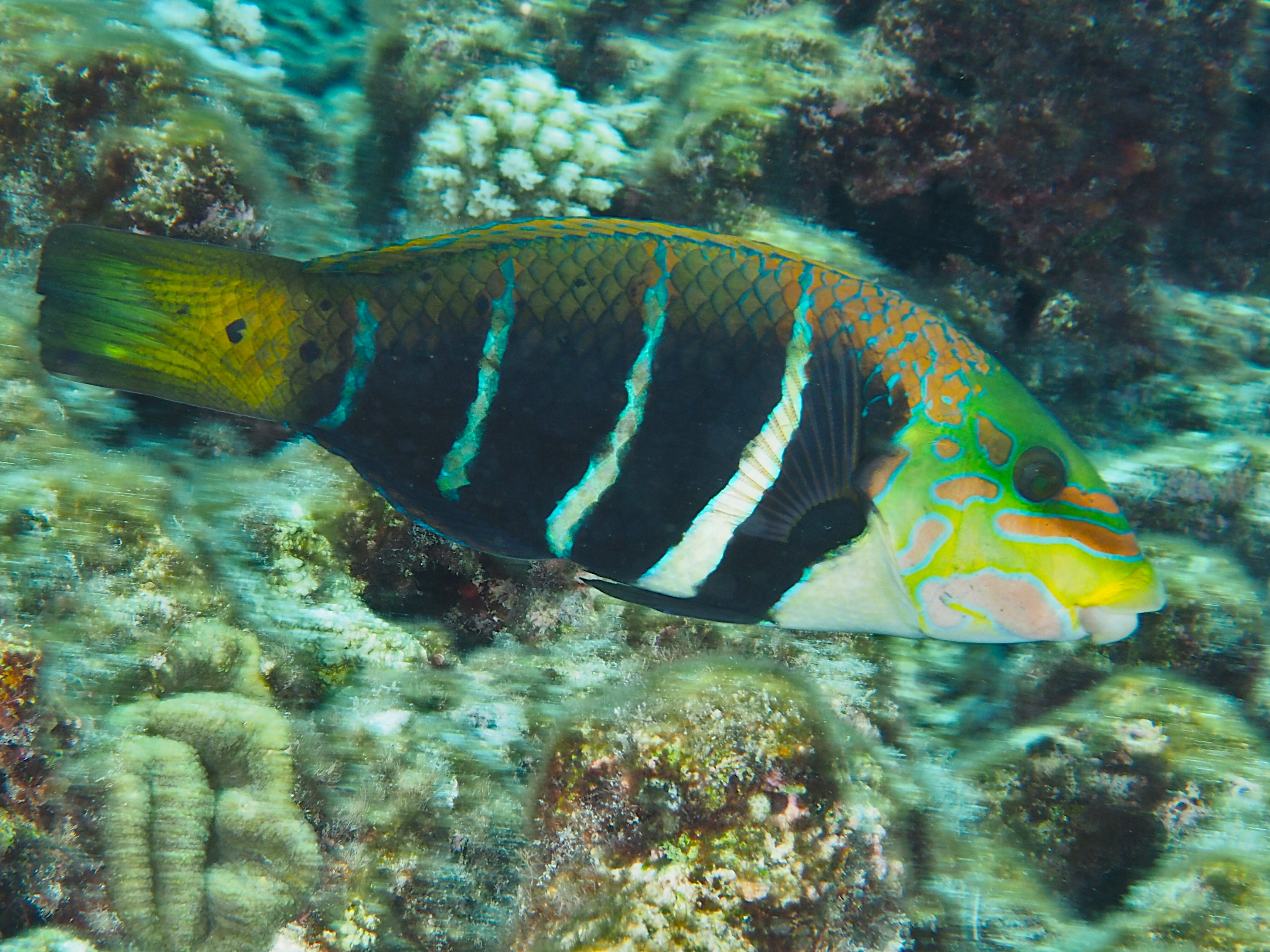 Barred Thicklip - Hemigymnus fasciatus