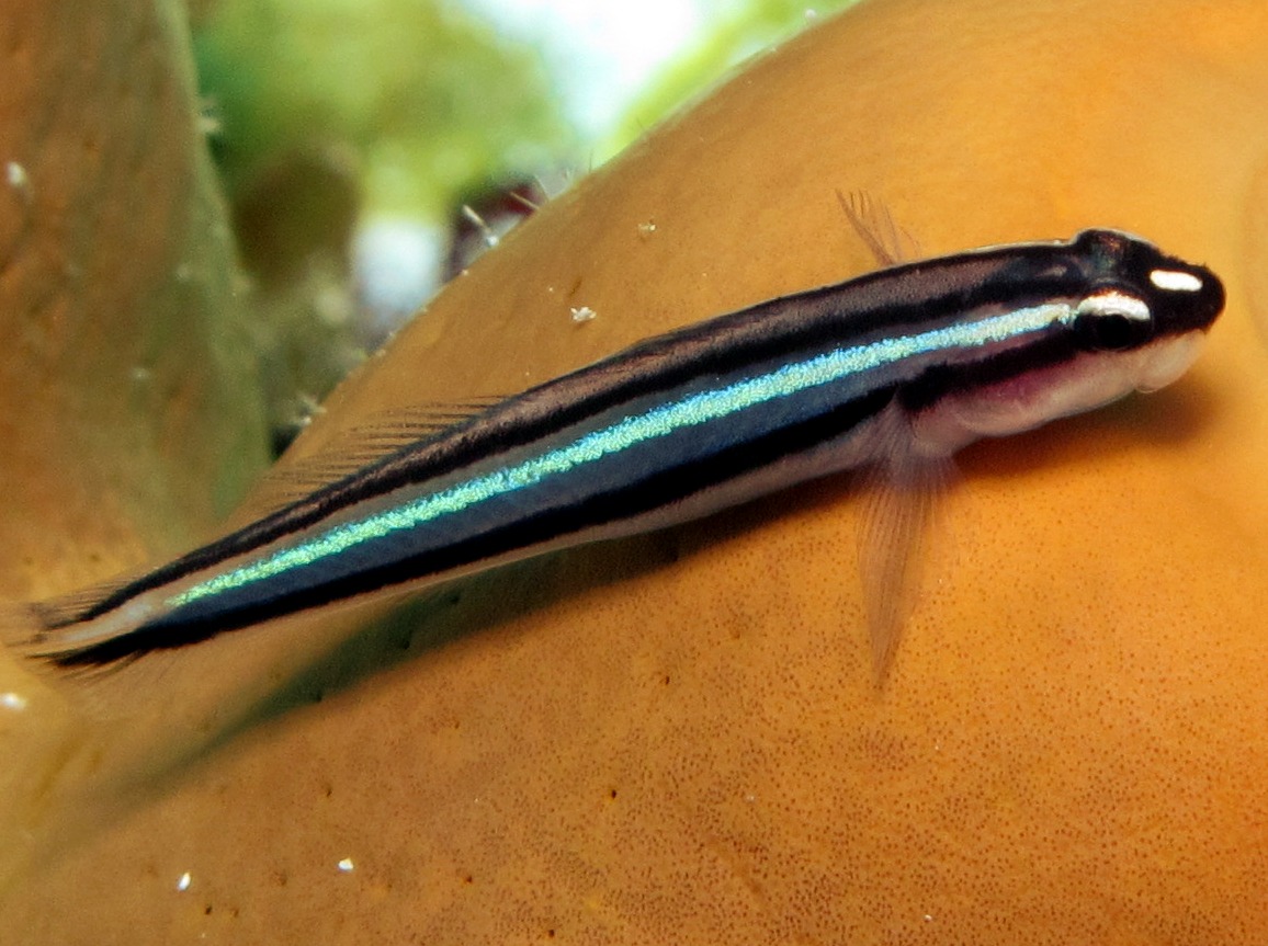 Barsnout Goby - Elacatinus illecebrosus