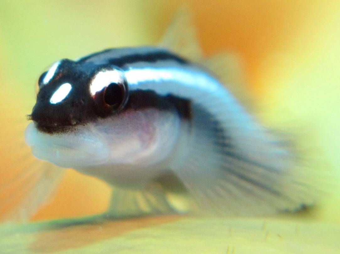 Barsnout Goby - Elacatinus illecebrosus