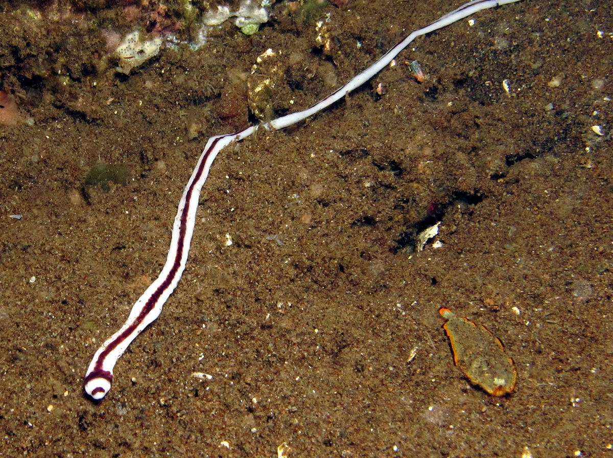 Striped Ribbon Worm - Baseodiscus hemprichii - Dumaguete, Philippines