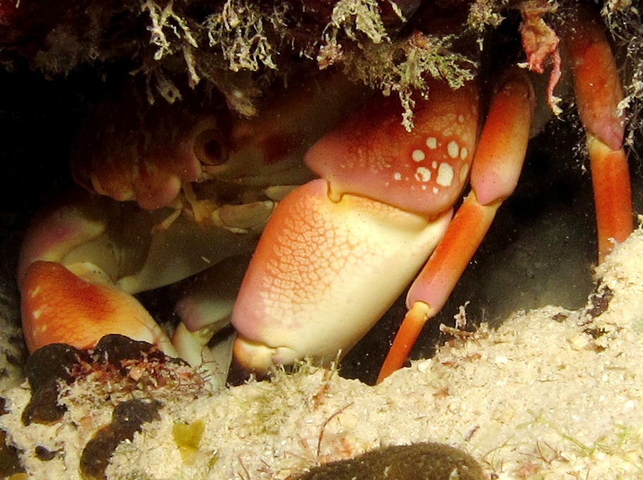 Batwing Coral Crab - Carpilius corallinus