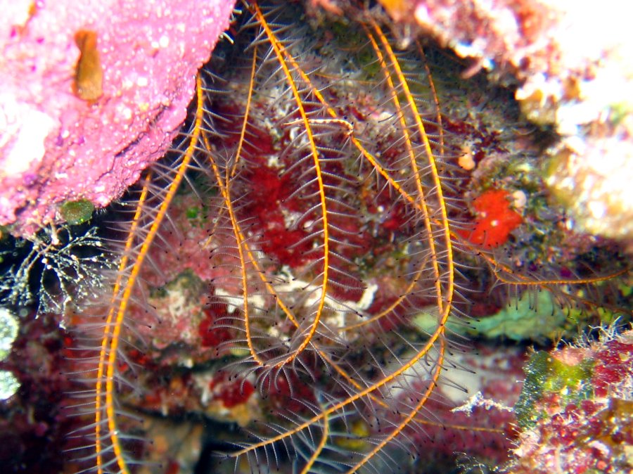 Beaded Crinoid - Davidaster discoidea