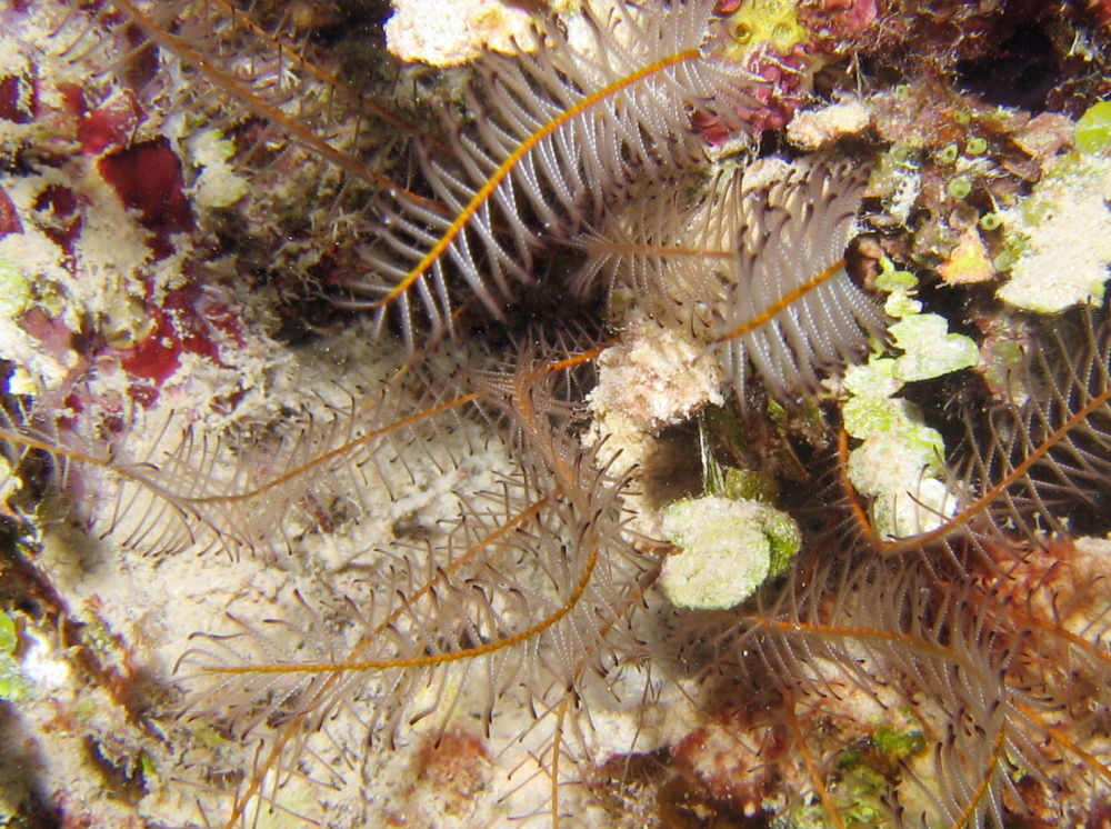 Beaded Crinoid - Davidaster discoidea