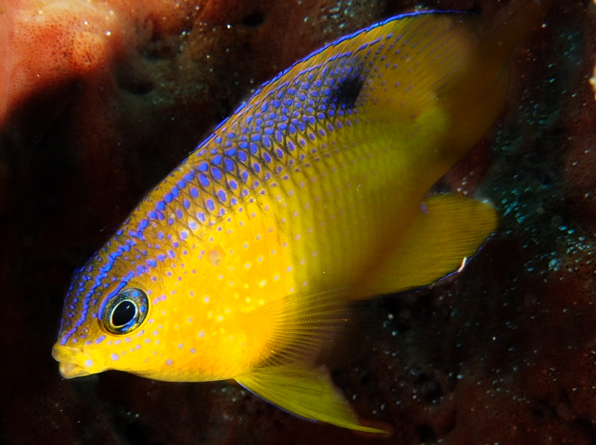 Beaugregory - Stegastes leucostictus